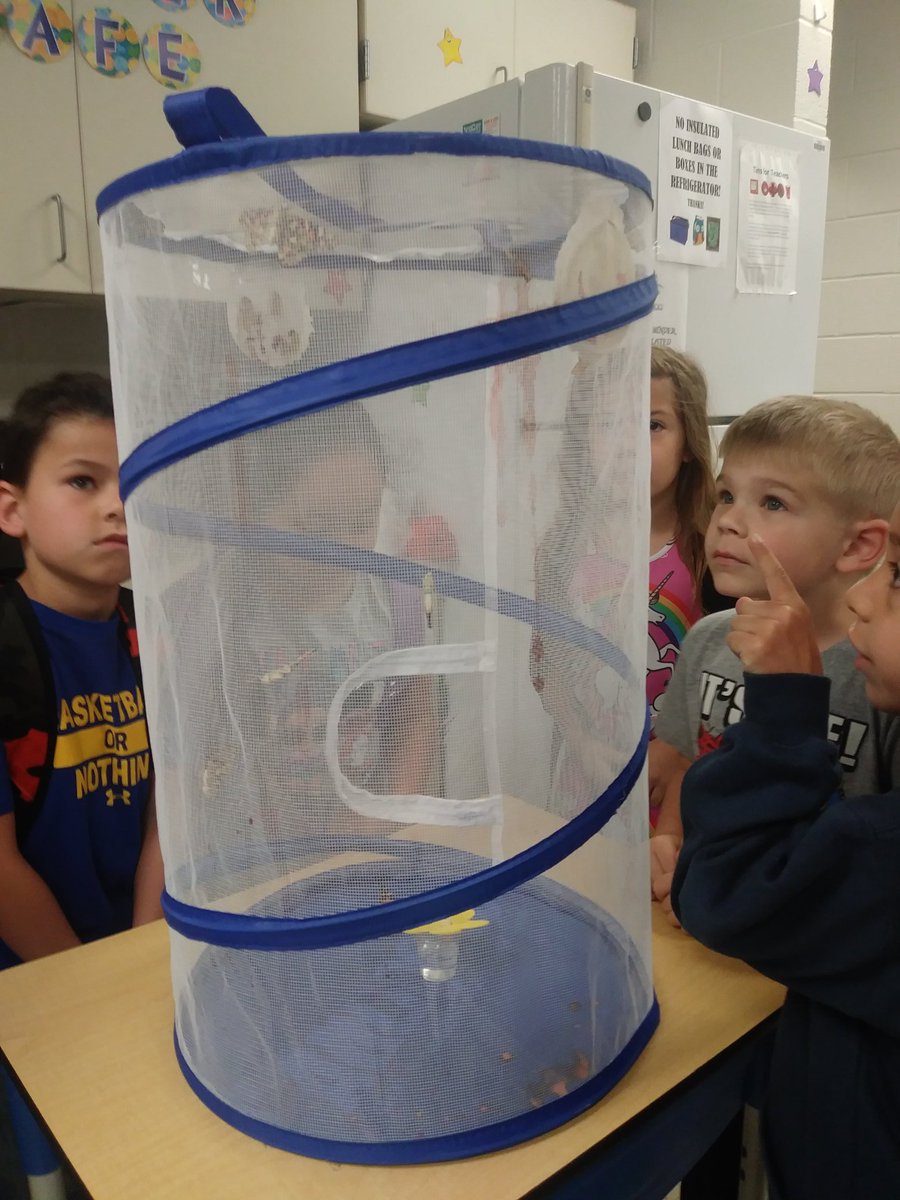 The butterflies have emerged! <a href="/MrsMcIntosh_TE/">Shannon McIntosh</a> #TEInspires