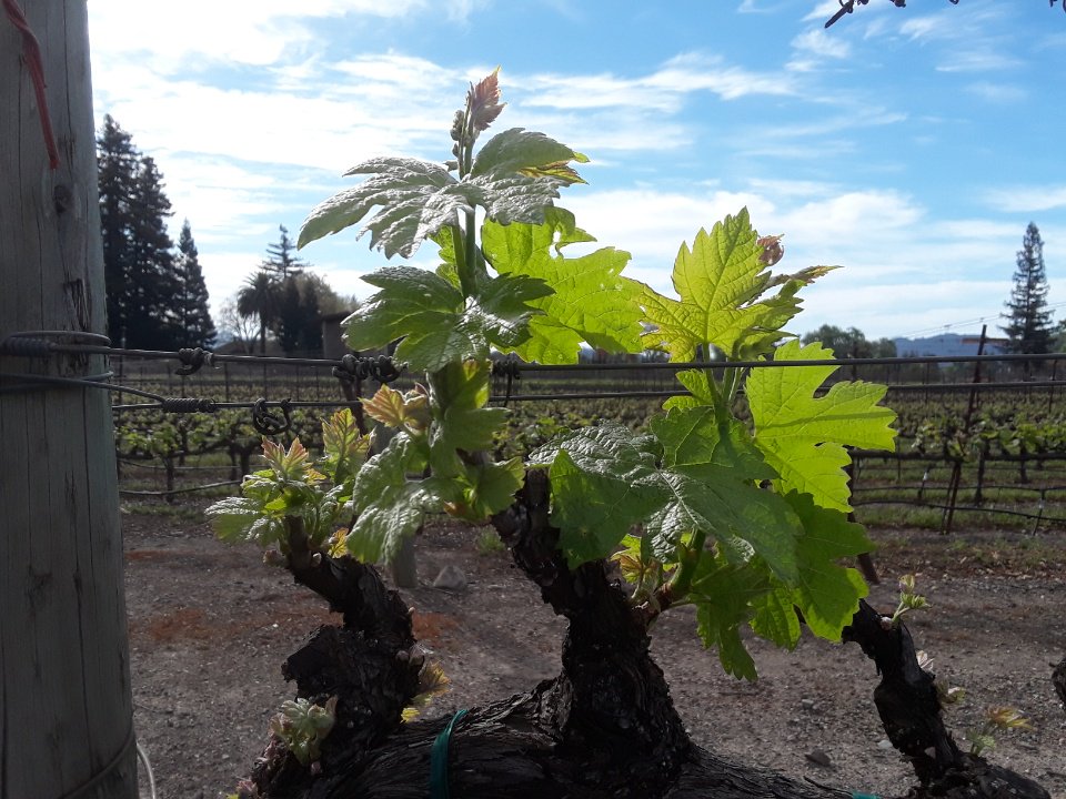FJwinery's tweet photo. Bud break is finally here at Foley Johnson! 🌱 https://t.co/t8mDASkll5