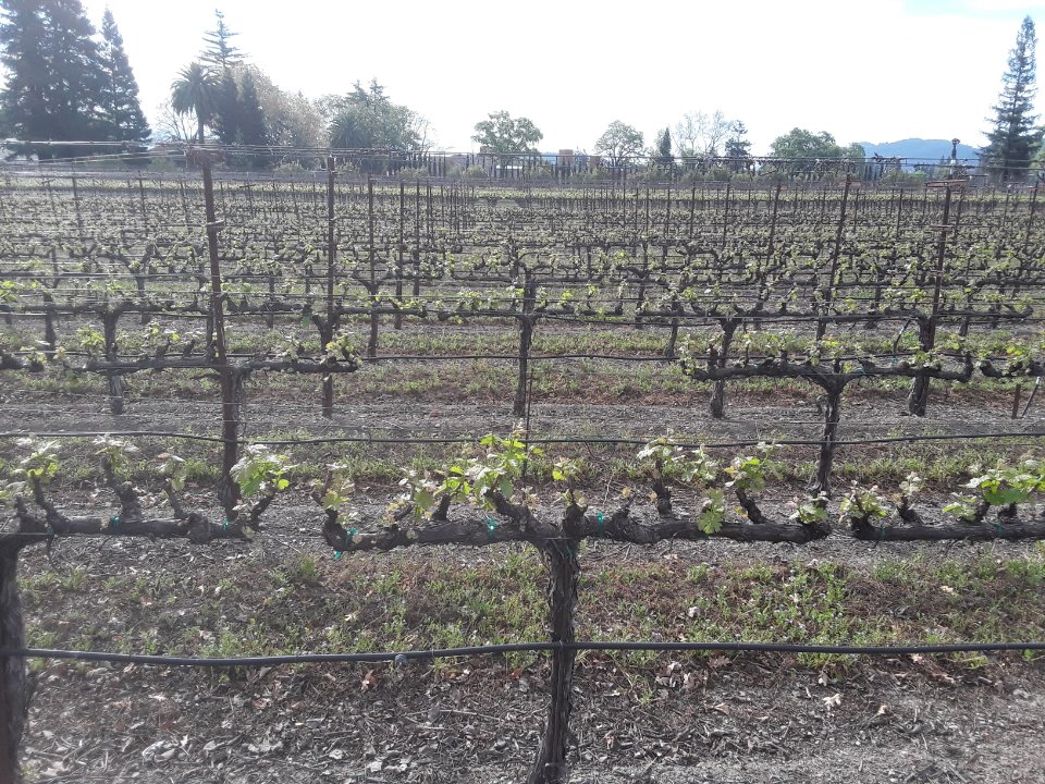 Bud break is finally here at Foley Johnson! 🌱