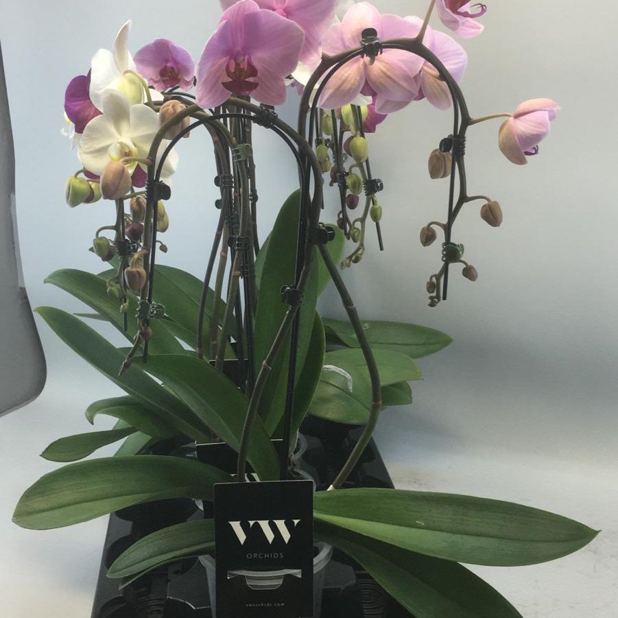 msconsultancy's tweet photo. Mooie #order #verkocht in @KPS_Sales #webshop #planten #platform #phalaenopsis #umbrella mix 12 cm #goedbezig https://t.co/fbI73rQl8X