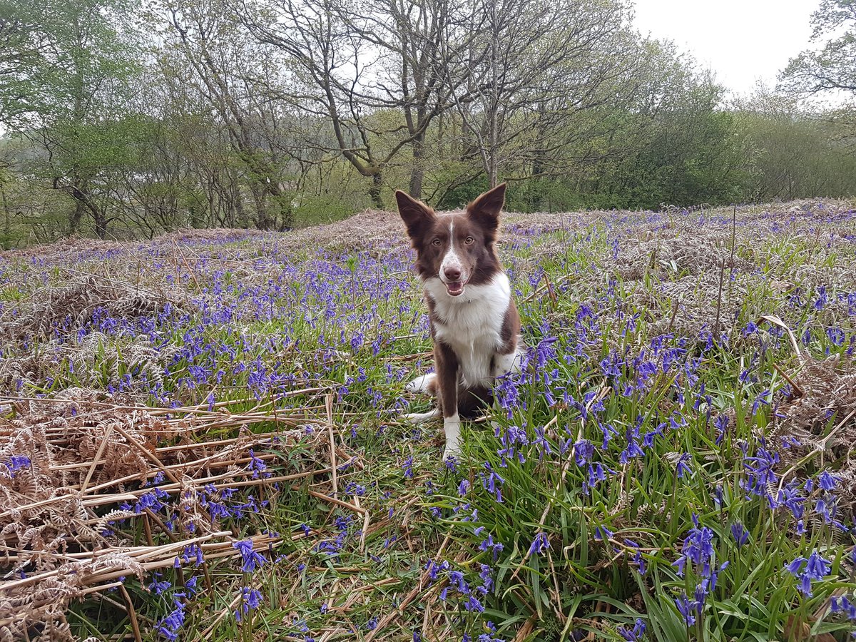 Tessmoss's tweet photo. Ben #bordercollie #dogsoftwitter #redcollie https://t.co/afeVQkJjrz