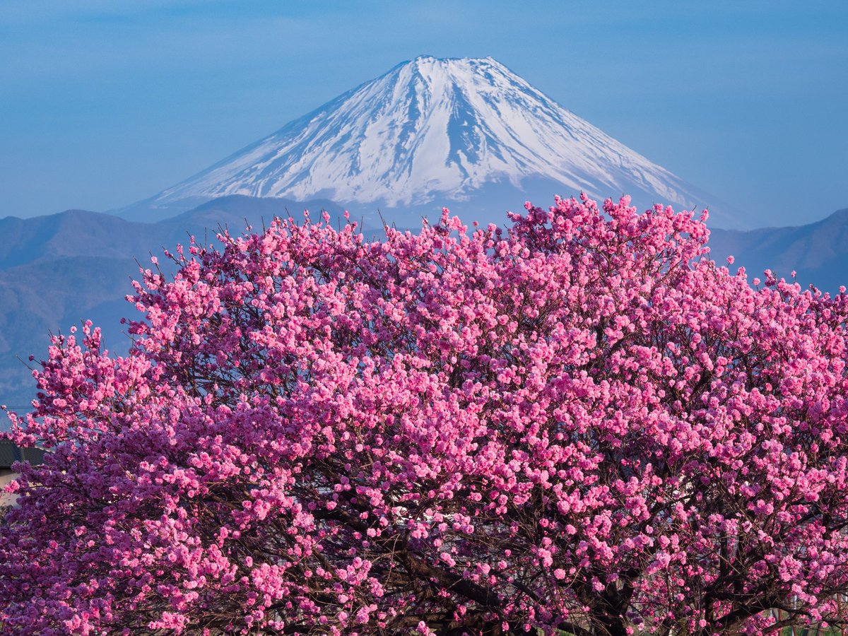 じもとPHOTO

「はなももと富士」

西陽が優しく花桃と富士山を照らしていました。

撮影 2019年4月

#富士山 #mtfuji