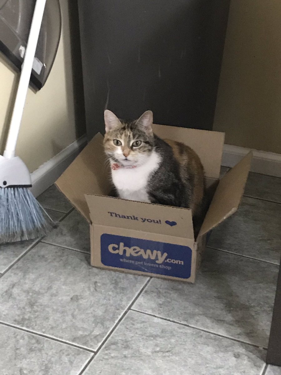 Thanks for sending this box <a href="/Chewy/">Chewy</a> ! Baby girl loves it 😂 #IfIFitsISits