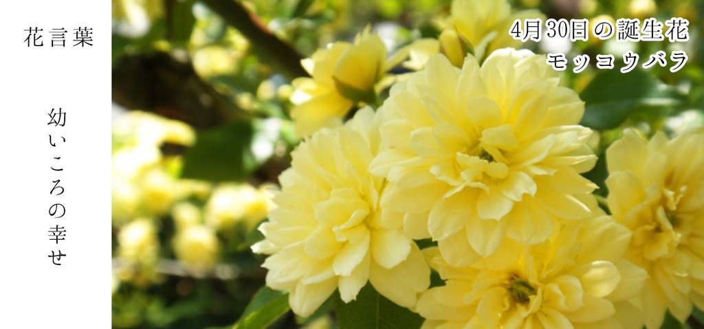花キューピット I879 Com 公式 山下智久さんが届けます 母の日特別お届けキャンペーン 4月30日の誕生花 モッコウバラ お誕生日の方 おめでとうございます 花言葉 は 幼いころの幸せ 4月から5月に細く伸びた枝に淡い黄色の小さな花をたくさん