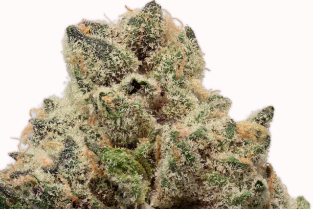sunlight_ridge's tweet photo. Check out this beautiful photo of our Stiletto!😍
📷 @canna.burtn 
#sunlightridge #terpenes
 #oregongrowers #maryjane #portlandweed #oregonbud #420 #thc #cannabis #weedstagram #weedstagram420 #cannabiscommunity  #topshelflife #cannabisconnoisseur #pdxweed #oregoncannabis https://t.co/7evuy73loF