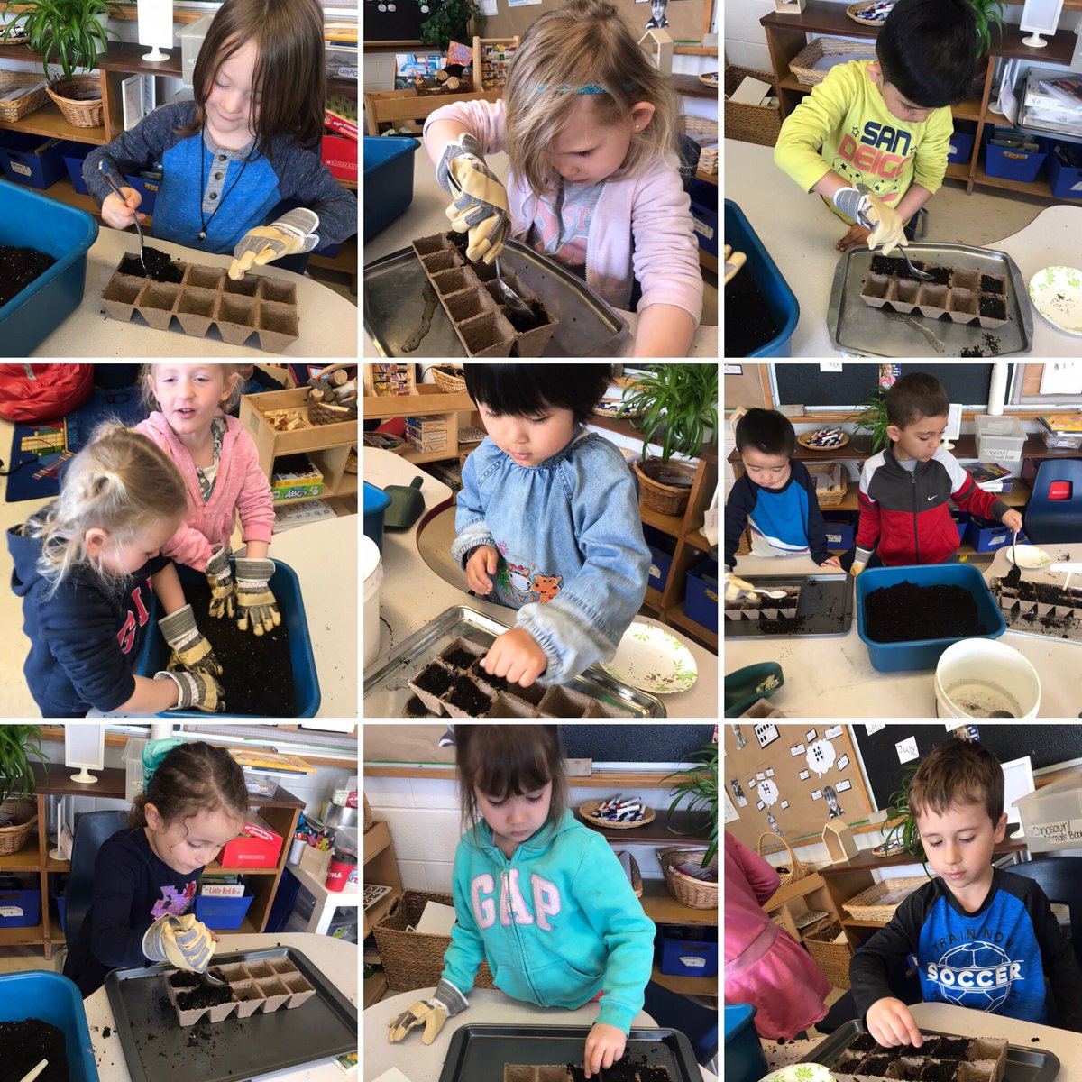 MsChiuEdu's tweet photo. To kickstart our inquiry on seeds and plants, kindies got busy with planting! We’ve got lettuce, green peas, mint, carrots, AND sunflowers !  So now we wait... 
@poplarroad_tdsb #Kindergarten https://t.co/FITwVaik3W