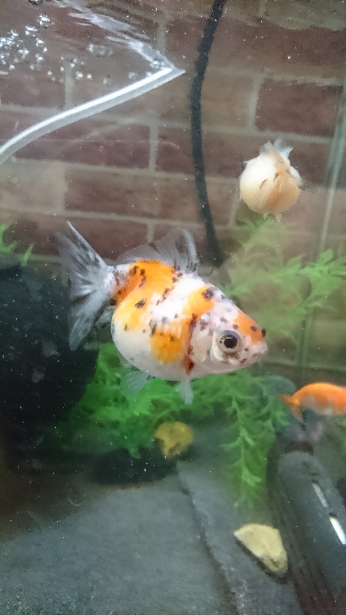 Sakuraさらさ Twitter Search Twitter