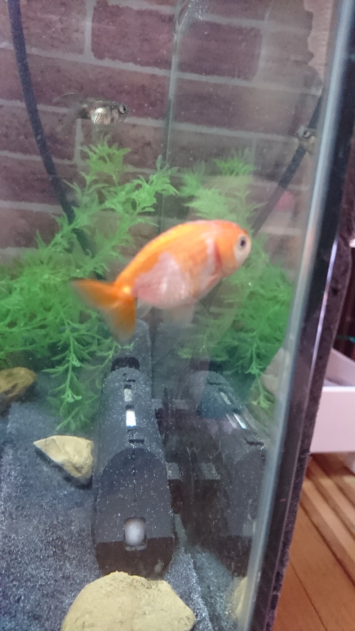 Sakuraさらさ Twitter Search Twitter