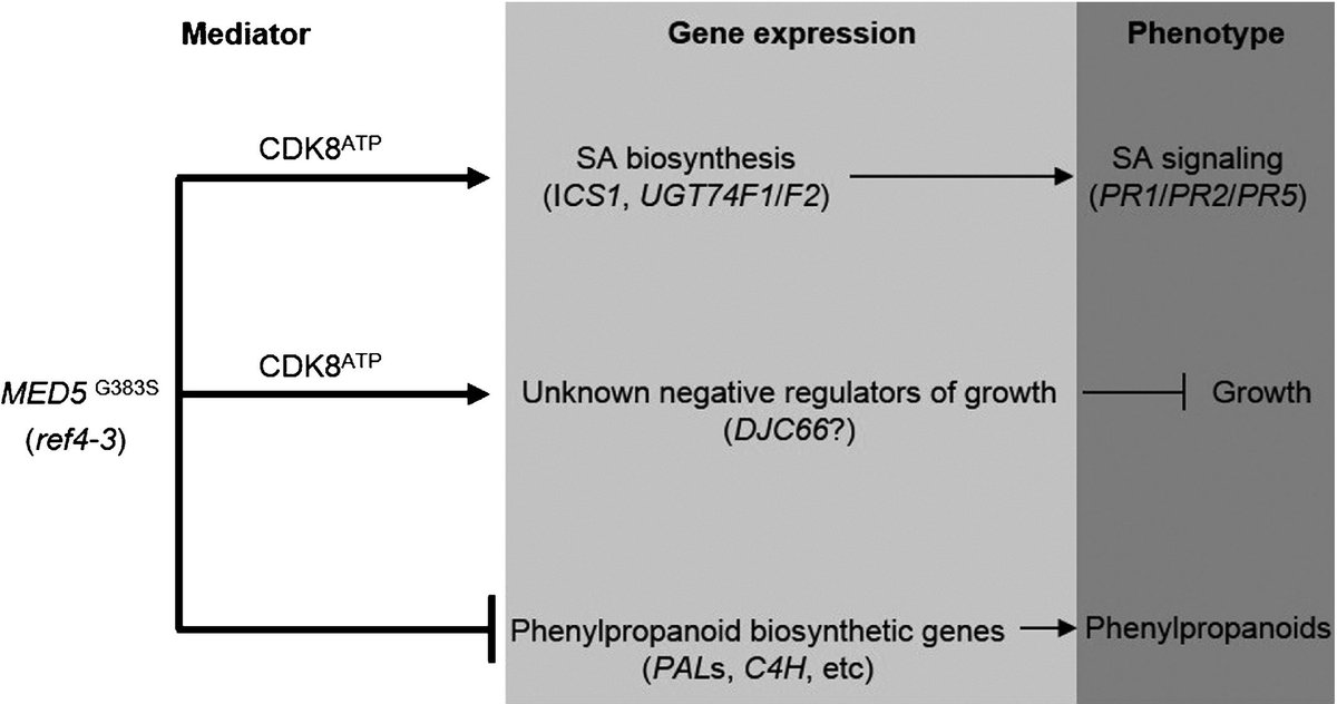 NewPhyt's tweet photo. Genetic interaction between plant MED5 and CDK8 @ChappleClint  @JeongImKim_UF   @CandyMao77 @PurdueCPB @PurdueBiochem   https://t.co/uw3s7GuK72 https://t.co/jZtqW2F4t7