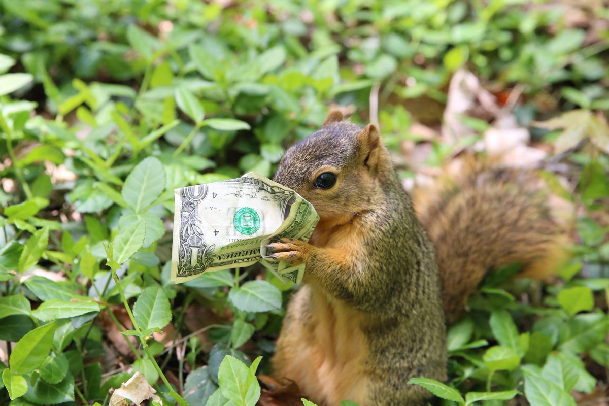 squirrels_at_iu's tweet photo. Hide yo kids, hide yo wife, but most importantly... hide yo wallet. 🤦‍♂️#squirrelsofiu https://t.co/fnRevTOPWv https://t.co/WkvWKqQQNh