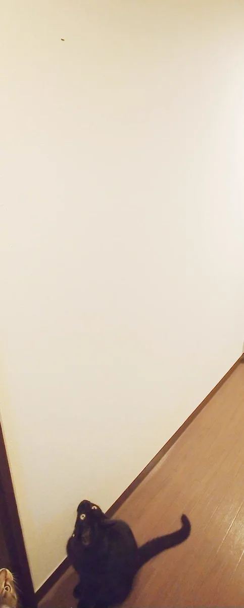壁を傷つけた黒猫が指名手配されました！賞金はちゅーる！！