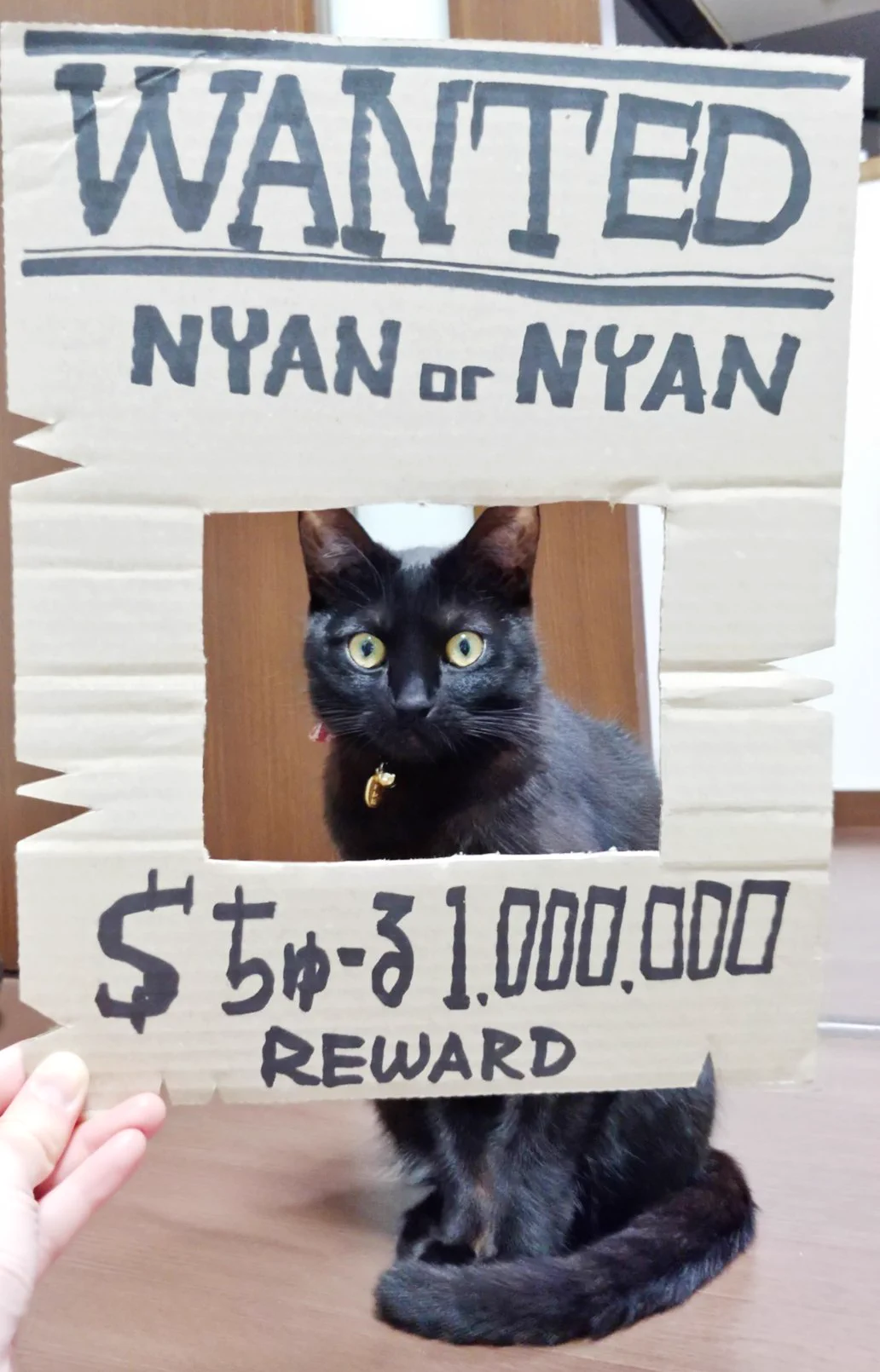 壁を傷つけた黒猫が指名手配されました！賞金はちゅーる！！