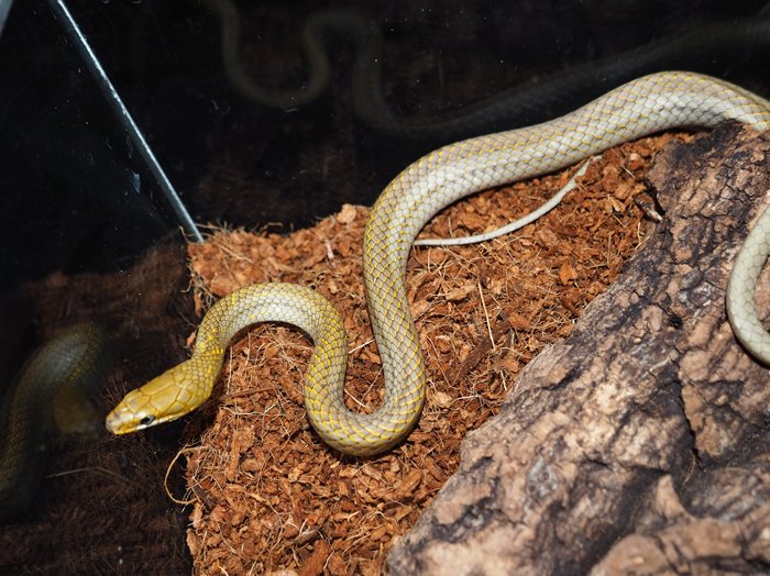 تويتر Endlesszone على تويتر マヤコオロギヘビ Symphimus Mayae ユカタン半島からグァテマラにかけてのマヤ文明が発達した地に分布する 紳士的な性質の珍蛇 鱗の隙間の黄色が動きと共に伸縮し 綺麗 名の通りコオロギやバッタなど直翅目を好みます 地表棲です