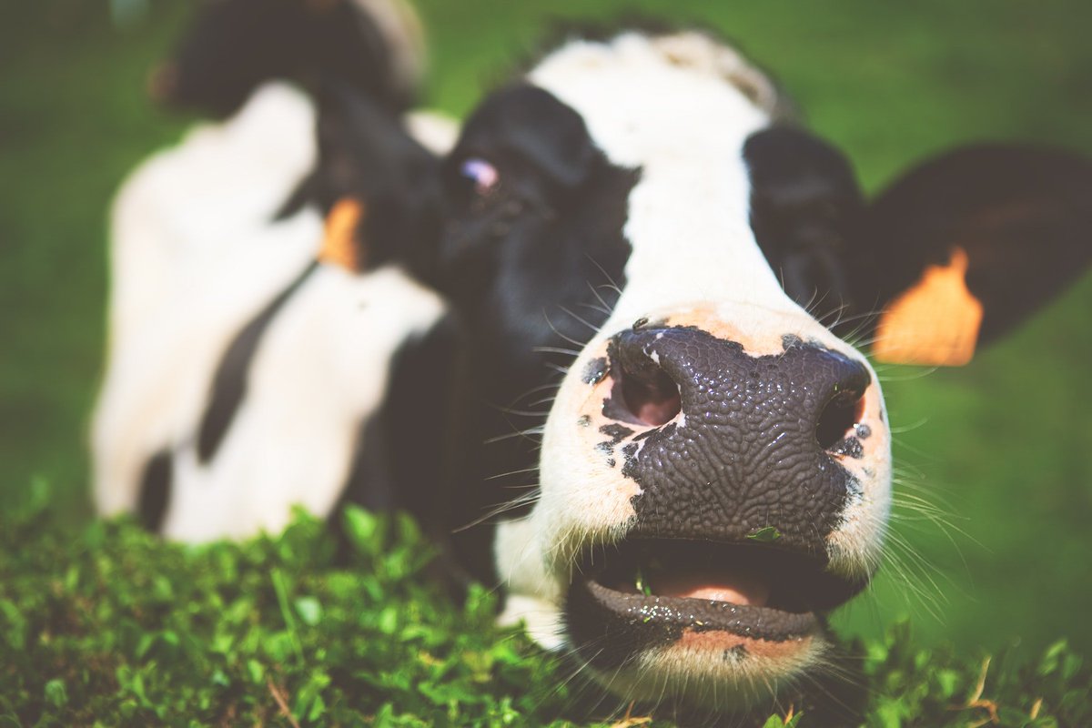 FebruDairyFacts's tweet photo. The natural lifespan of a cow is between 18 and 25 years. We slaughter dairy cows when they are 4 to 5 years old, as they no longer make a profit for farmers. 

#februdairy #dyingindustry #stolenchildren

Please share this.

https://t.co/dhJeOa33mO https://t.co/zxO67xYZNa