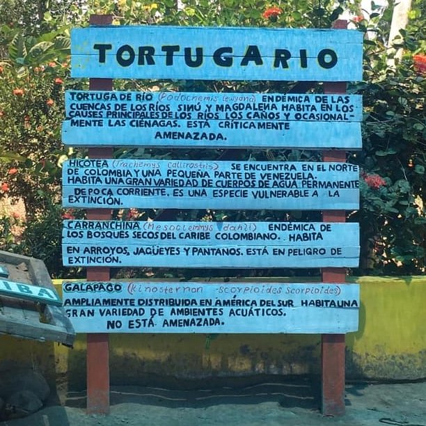 GoTour_col's tweet photo. Conoce las diferentes especies 🐢 que existen en el proyecto de conservación tortugas del Sinú en @econbiba
#florayfauna
#ecoturimo
#cienagadebañó @AlcaldiaLorica @gobernaciondecordoba @turexponaranja @mincomercioco @turismolorica @direccionturismocordoba @redpueblos https://t.co/u92POz6MA2