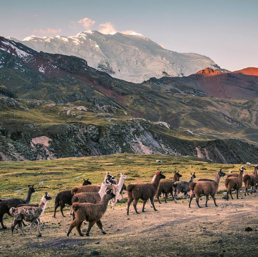 OhMachuPicchu's tweet photo. #Perú La mejor compañía en tus caminatas hacia algún atractivo turístico como #Montañadecolores #Lagunahumantay

Síguenos: https://t.co/gmKCukujE0

#GameofThrones #QuieroConfesar #EsteEsMiSuperPoder #FelizLunes 
#NotToday #MondayMotivation #BuenLunes #FelisLunes https://t.co/Z2B5XZyDBa