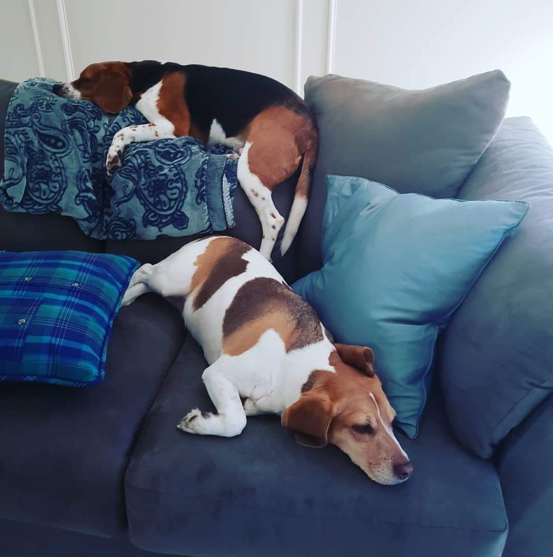 BeagleFiles's tweet photo. Beemo and Reba. Just being #chill 

#beagle #beaglefacts #beagles #beaglesoftwitter #Dog #dogsoftwitter #doglovers #dogs https://t.co/JZO2xS3osF