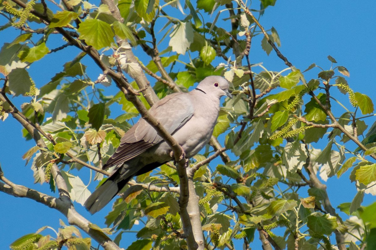💚 Collared dove 💙
#collareddove #birds #TwitterNatureCommunity