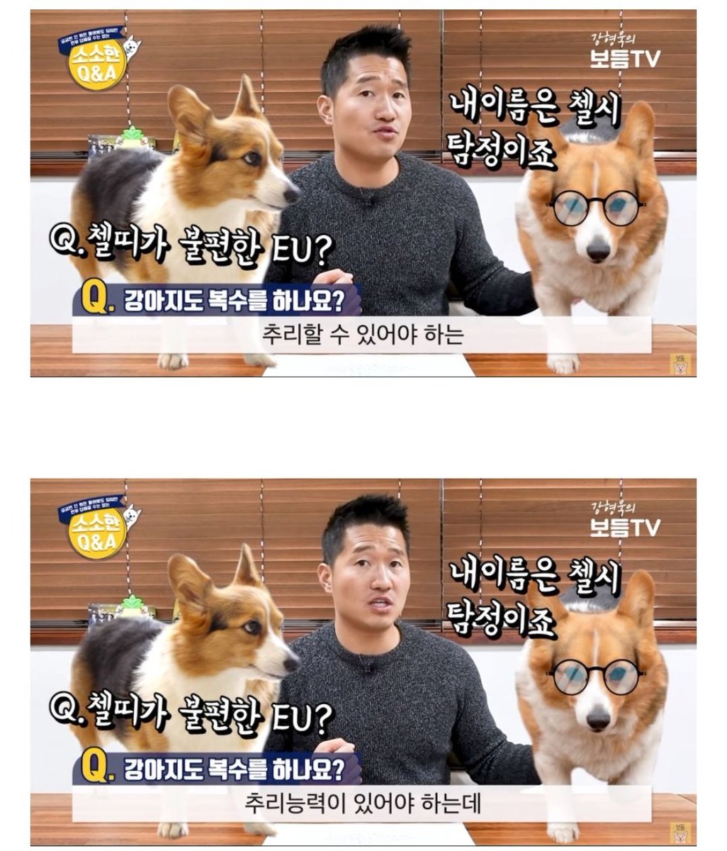 malrang_s_'s tweet photo. 산책하다 자기 집 강아지 발을 실수로 밟았는데 집에 와서 물리니까 강아지가 복수한 거냐는 질문에 강쌤 대답

원본링크 https://t.co/GdbhsLj9PQ https://t.co/KwBsQuemaN