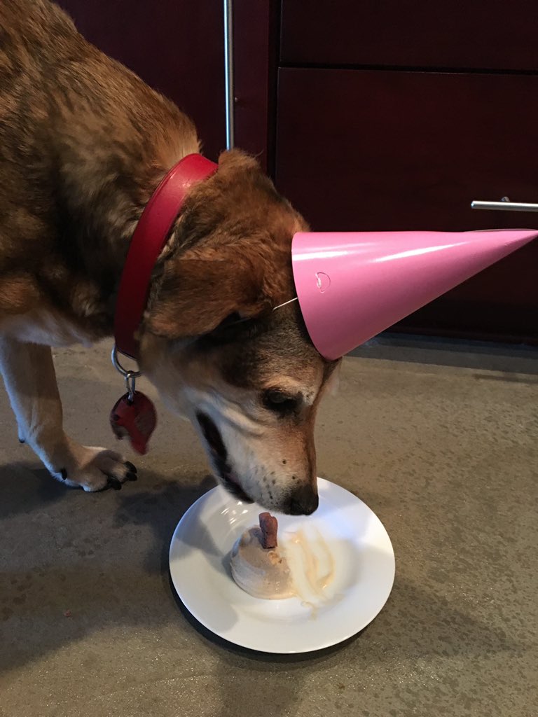 kimwhitemore's tweet photo. @CoachMiles My girl always got cake (or doggie ice cream) on her birthday too!!  Go get it, Sammy - happy birthday! https://t.co/EbqrZpSzs6
