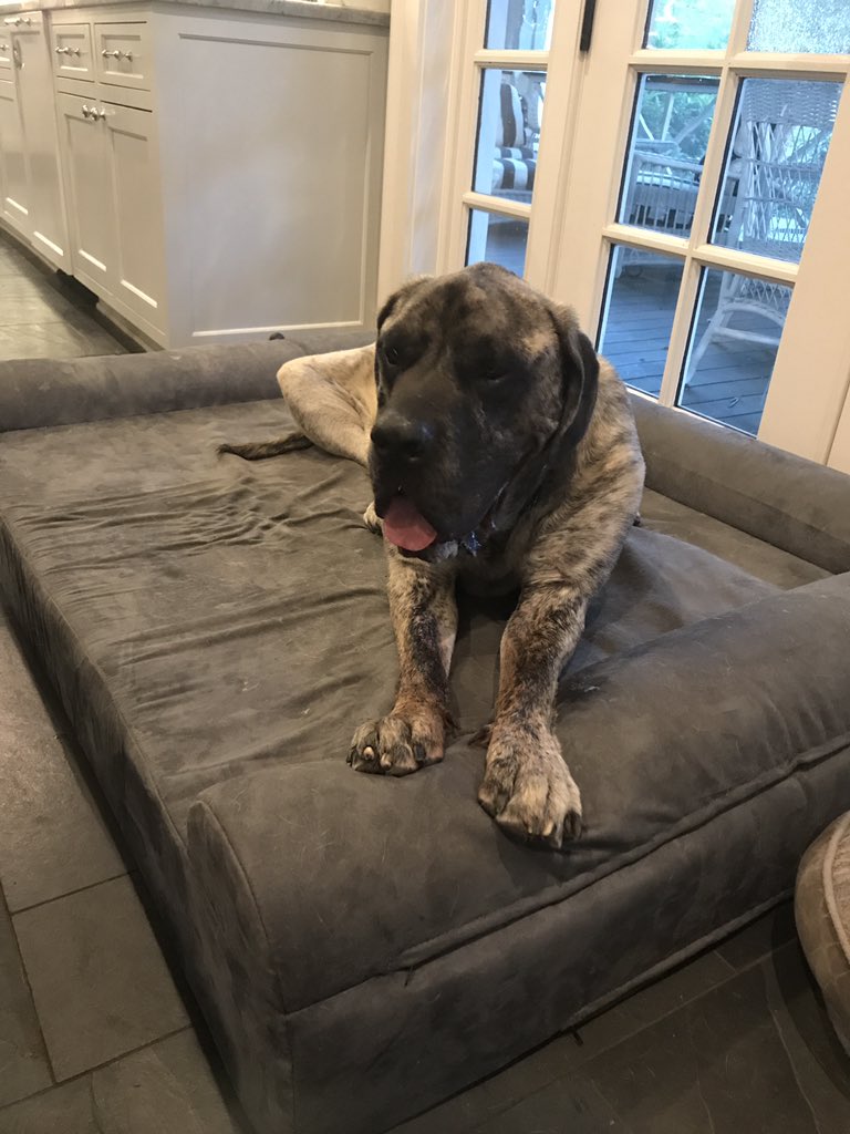 janephuggins's tweet photo. @wpdeabc15 This is Brodie on his new bed https://t.co/xPpWYMpOML