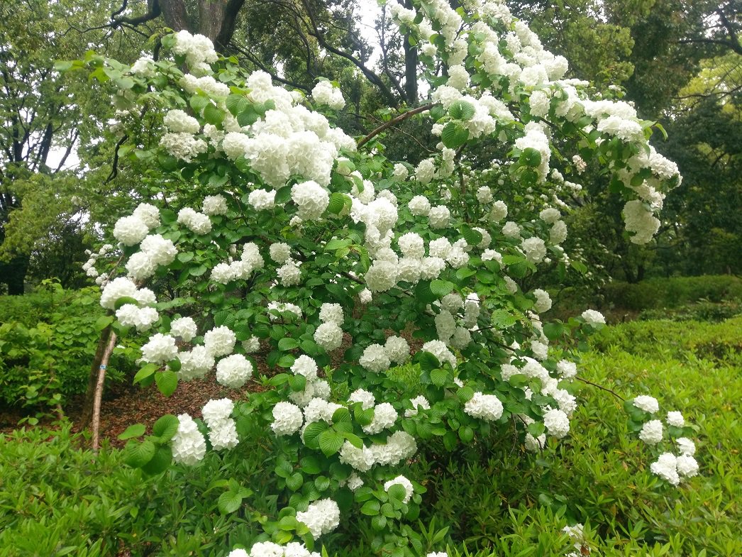 国営昭和記念公園 Auf Twitter 園内ではオオデマリの花が各所で見頃になってます アジサイのような白い花が咲いています アジサイに似ているので何となく今日みたいな雨の日が合うなと思いました 雨の1日ですが 静かな園内をゆっくりと散策してみるのも良いものです 国営昭和記念公園 Auf Twitter 園内ではオオデマリの花が各所で見頃になってます アジサイのような白い花が咲いています アジサイに似ているので何となく今日みたいな雨の日が合うなと思いました 雨の1日ですが 静かな園内をゆっくりと散策してみるのも良いものです