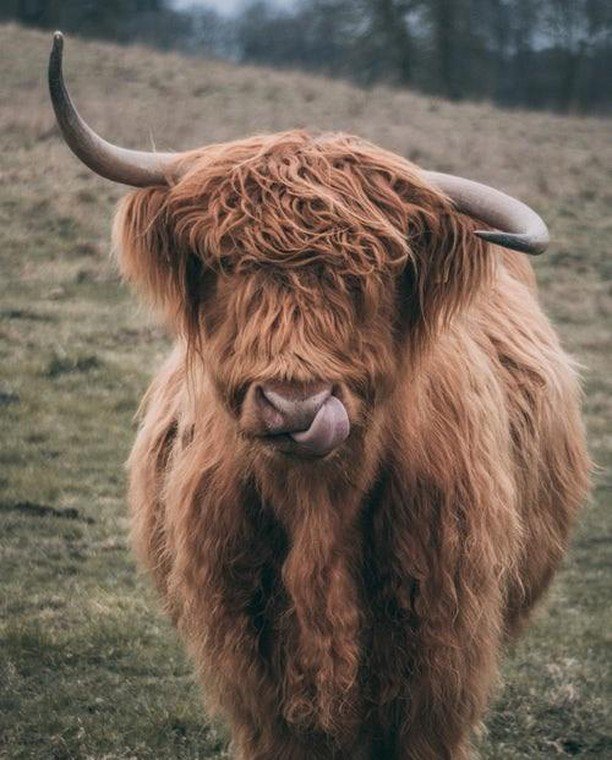 NYBeefCouncil's tweet photo. Whew…what a weekend!
#cows #agriculture #nybeef #beeftogether #farmlife #mondays #moomonday #cowtime #highland #cattle #agnerd #aglover #cowlover #farming @farmlife #agdaily #cowoftheday #cowpicoftheday #cattlelife #cattletales https://t.co/yNxbytfXYw https://t.co/8BPkjc55c8