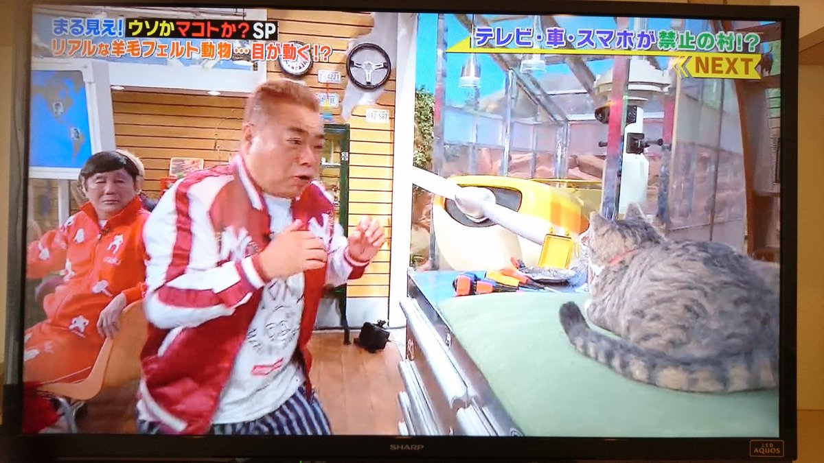 bebebe5353's tweet photo. 世界まる見え！テレビ特捜部のミニコーナーで作品を紹介してくださいました✨✨ありがたいです❤️早く新作も作らなきゃ💦 #世界まる見えテレビ特捜部  #羊毛フェルト #猫 #犬 https://t.co/YRidc5RlI5