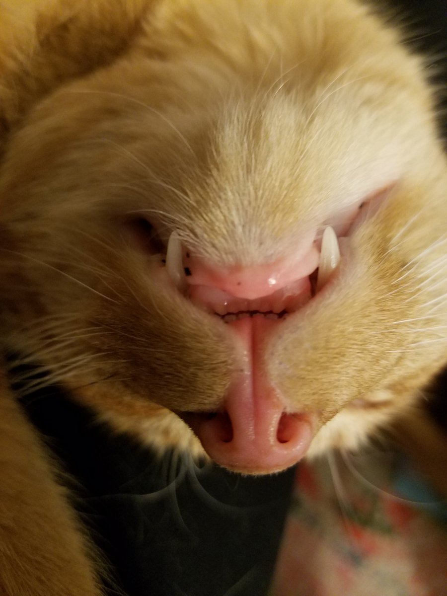 burkeknox's tweet photo. #cat #fangs #tinygrill https://t.co/pEMb3jYflE