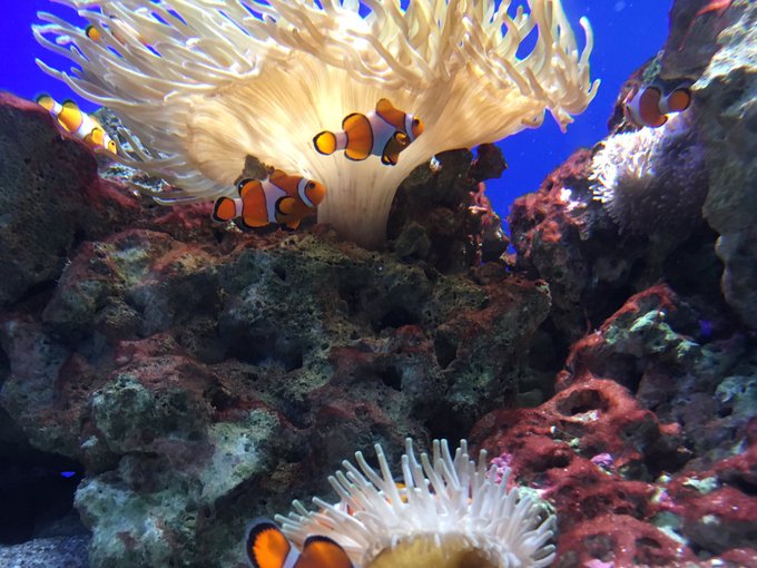 Twitterのコスプレ画像4