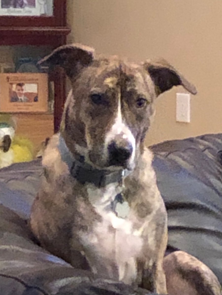 Lost dog near the Market Basket area. Please call ⁦<a href="/burlingtonpd/">Burlington Police MA</a>⁩ if found.  Name is Hunter. Has a thin blue line collar