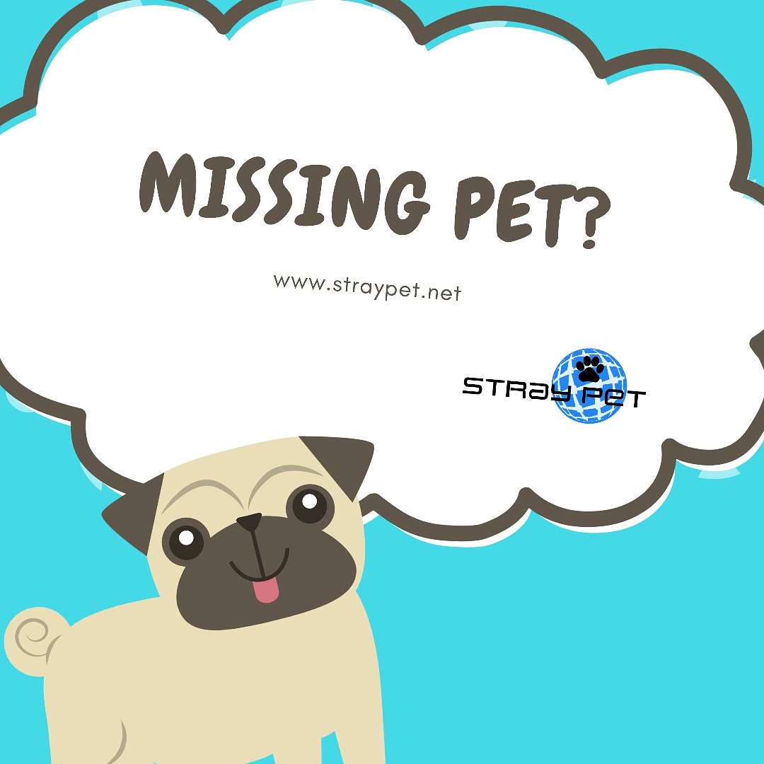 StraypetM's tweet image. #dog #straypet #lostdog #MissingDog #missingcat #lostcats #Minneapolis #Minnesota
