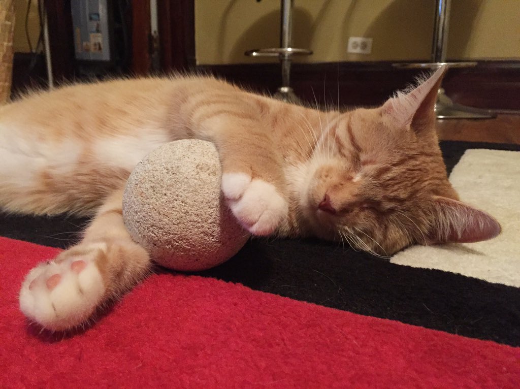 reythekitten's tweet photo. I’m a hair ball playing with a stone ball!😹💨⚪️ #stone #ball #silly #warm #cute #neko #gato #orange #catsofinstagram #art #happy #summer #play #love #photography #pose #reythekitten https://t.co/9WMNo4MmI0
