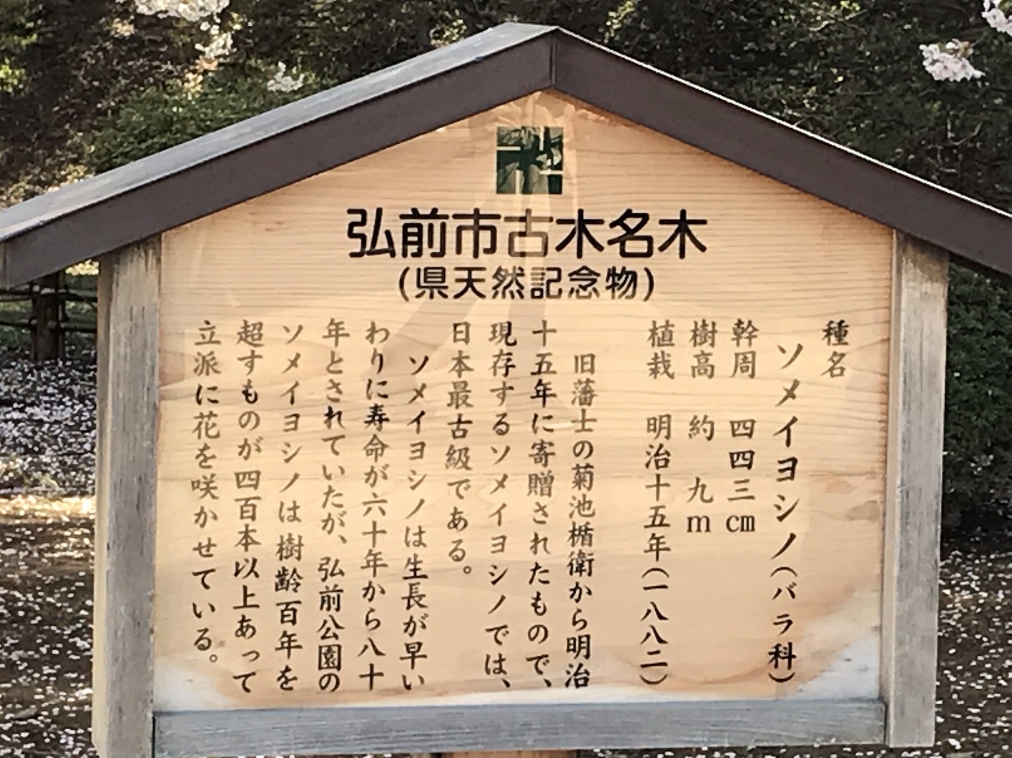 泉のの牛次郎 期待の星 末っ子 活字の本読んでる 父 うしじろーは まんが本でさえ 絵 しか見ないのに 日本最古のソメイヨシノ 桜 T Co 7fzlgs8mwz Twitter