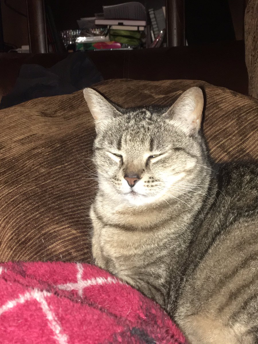 A brown tabby chonky lady cat with eyes closed between a brown velveteen pillow and a red flannel blanket.