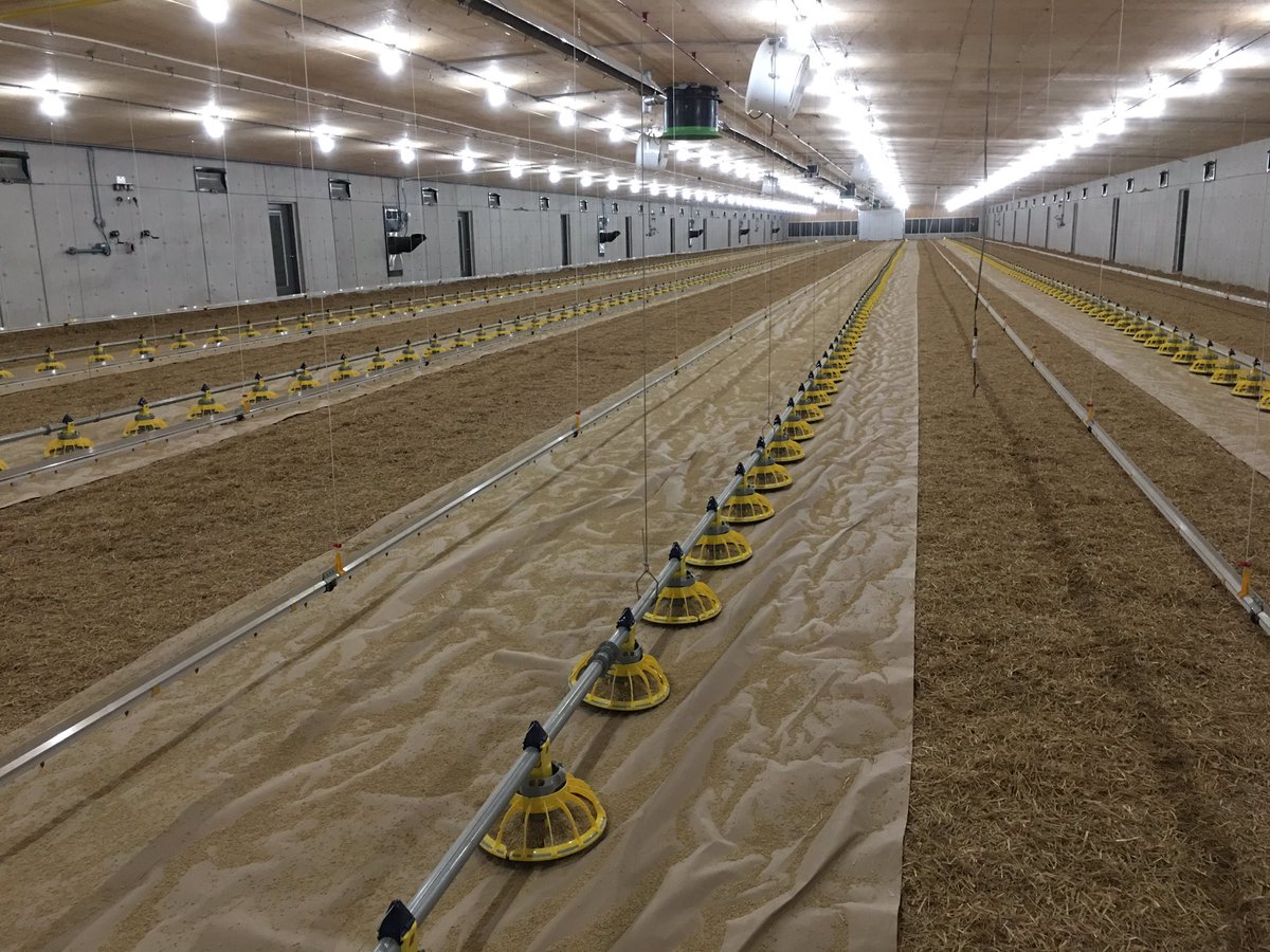 From dream through to reality, it's exciting to see Kleijdale Farm's chicken barn ready for its first flock tomorrow morning! Also excited for phase 2 of the site development, AKA, the bachelor pad...