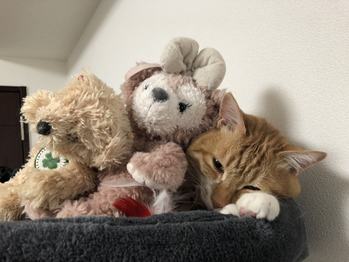 猫と南瓜 בטוויטר 飼い主のイタズラ 笑 でも重くはないそうですw 沢山のお友達ができて良かったね 猫 ぬいぐるみ 寝る 猫と南瓜 בטוויטר 飼い主のイタズラ 笑 でも重くはないそうですw 沢山のお友達ができて良かったね 猫 ぬいぐるみ 寝る