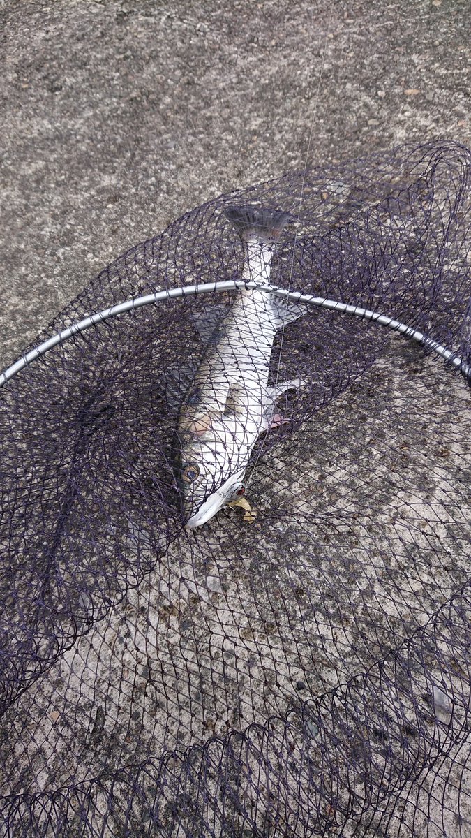 onib10's tweet photo. ご報告

ただいま、甥が・・・

人生初シーバス釣りました！
思わず二人でハイタッチ( ノД`)…

最高でーーーーーす‼️

ヒットルアーＶＪ28＋アルカリ

間違いないです！

#コアマン
#釣果
#デイゲームはコアマンだ
#ＶＪ28 https://t.co/JJN0cpJVJr