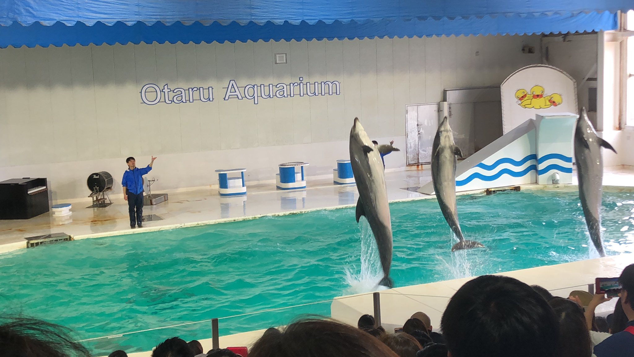 もず 年前同じショーを観ていたなぁ ー ｳﾝｳﾝ おたる水族館 イルカショー 小樽 T Co Srb2smmr5i Twitter