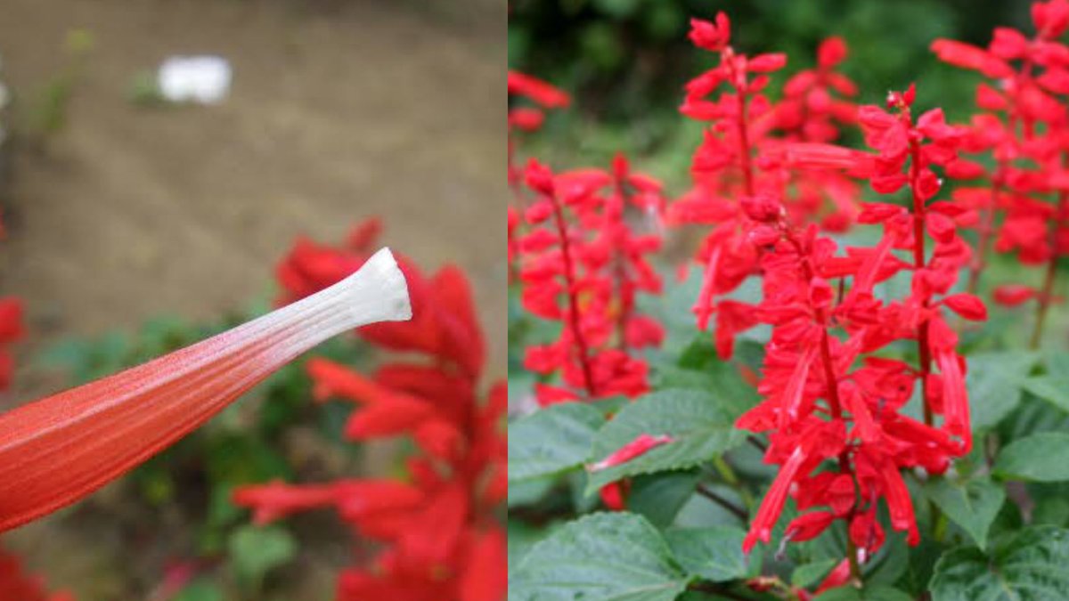 画像をダウンロード 蜜を吸える花 蜜を吸える花