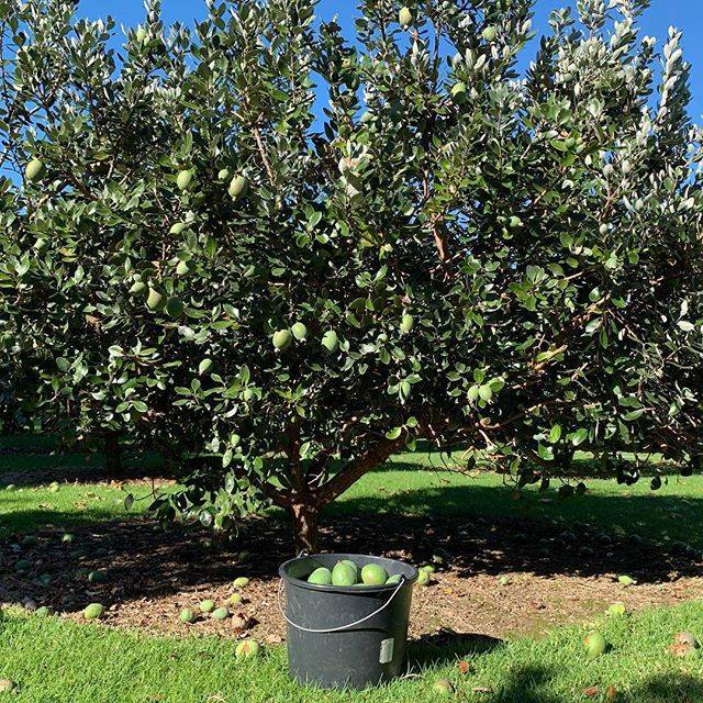 Finally we got to pick the feijoas for our Feijoa Gin today. The fruit has been late, the weather patchy but this morning was perfect. That means that you will be able to get hold of of our 2019 version of Feijoa Gin really soon. bit.ly/2XVifsY