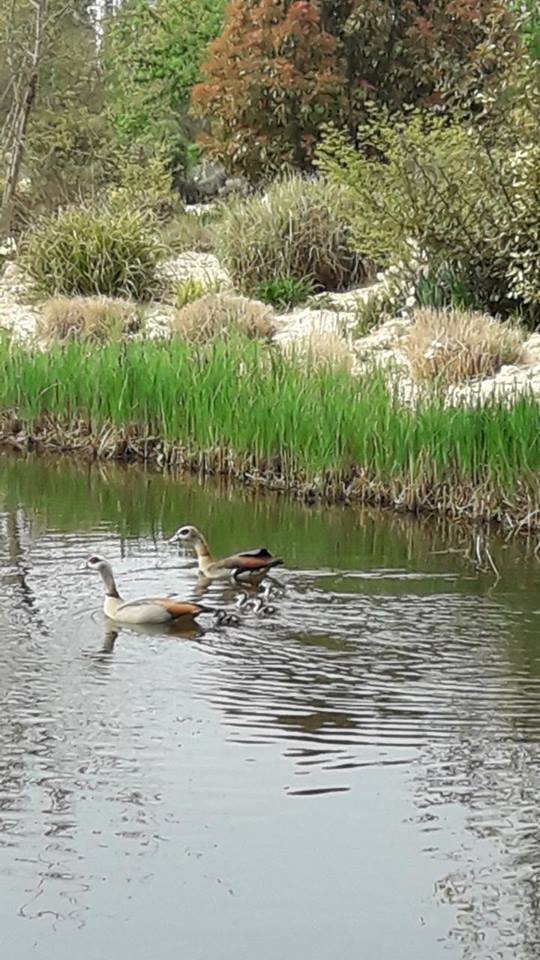 JardindesTraces's tweet photo. Une jolie famille s'est installée au @JardindesTraces #oiedunil https://t.co/vLyEB5DXLD