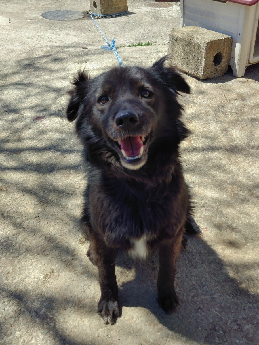 長毛秋田犬ムック 実家のチョコ 9歳 柴系雑種 ラブラドールレトリバーのmix犬です 犬猫ネットワーク秋田で譲渡してもらいました 人間大好き 構って欲しくていつも吠えまくってます ラブラドールレトリバー Mix犬 いぬねこネットワーク秋田