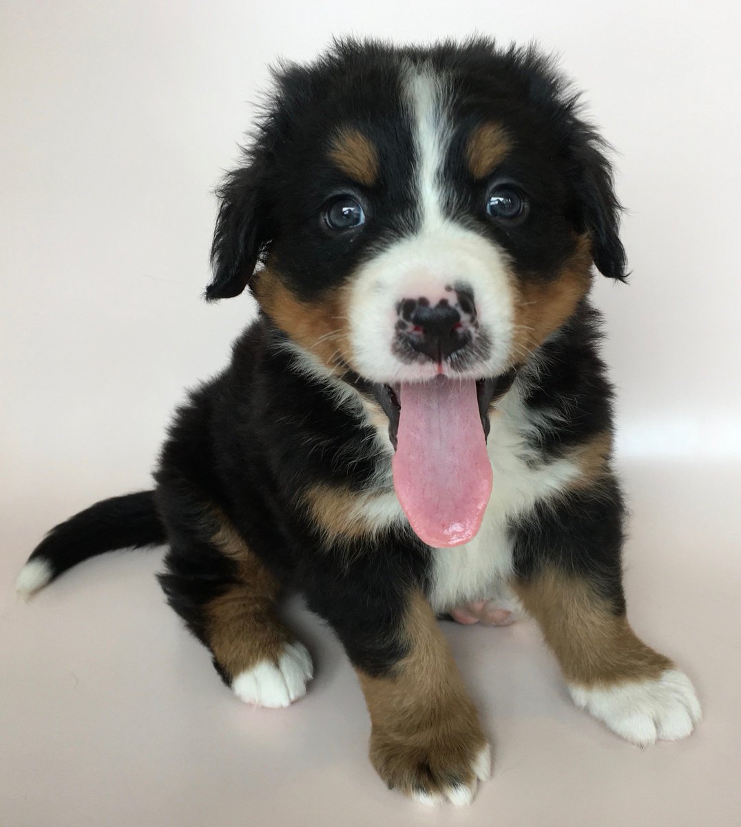 برچسب バーニーマウンテンドッグ در توییتر برچسب バーニーマウンテンドッグ در توییتر