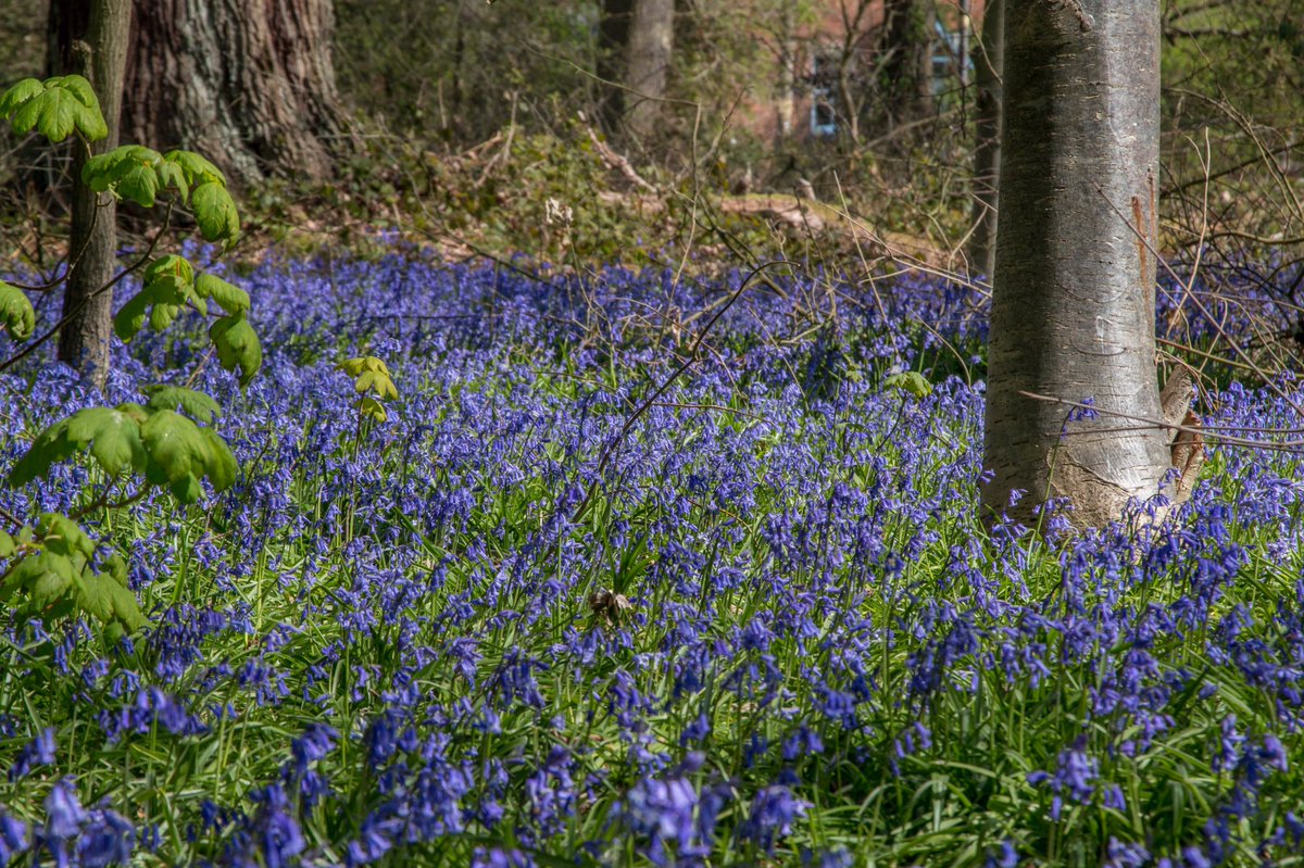 NTClumberPark's tweet image. There's still time to see the beautiful bluebells at Clumber Park but don't delay - they will be past their best very soon!
