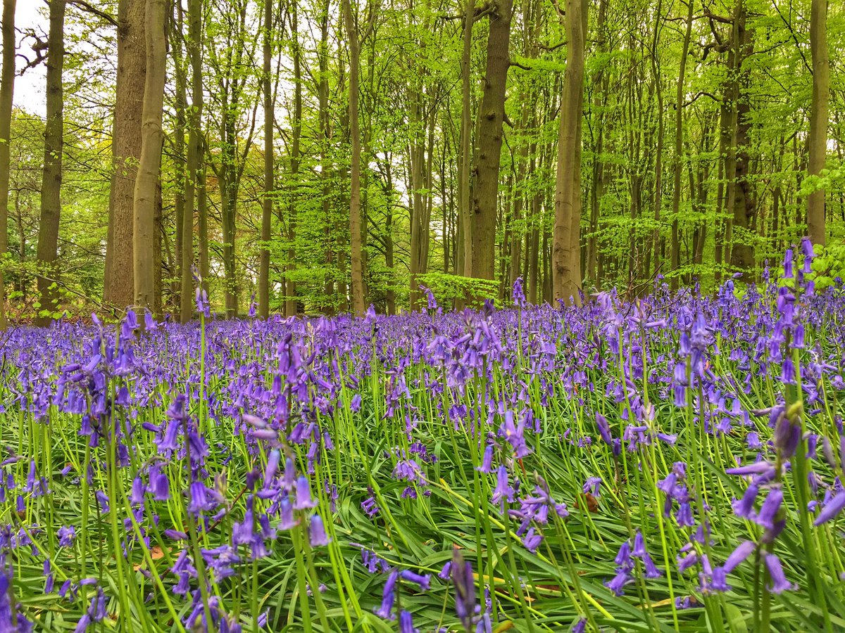 NTClumberPark's tweet image. There's still time to see the beautiful bluebells at Clumber Park but don't delay - they will be past their best very soon!