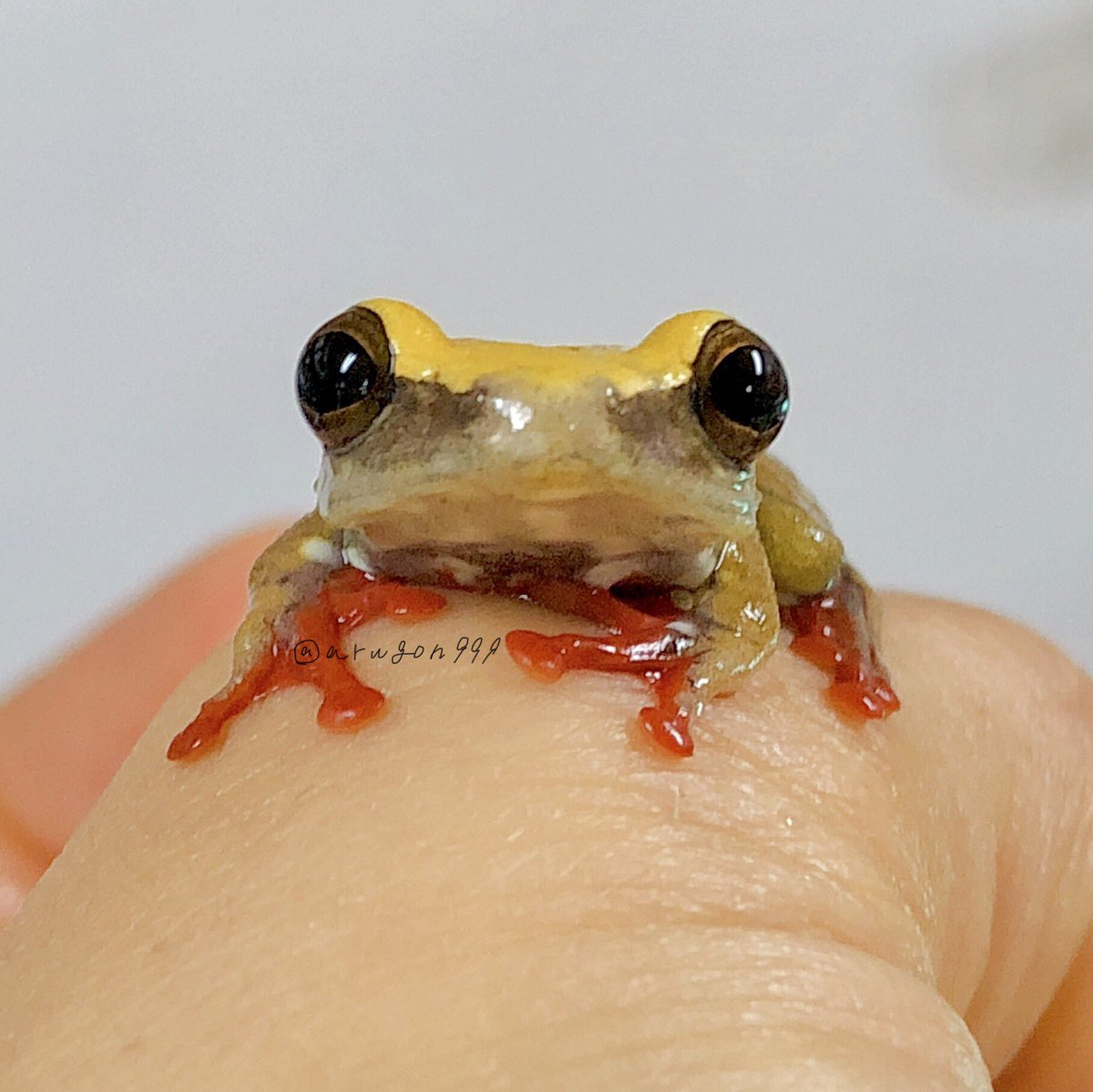 カエル かえるのピクルス】岡山デニムツートンガマ口3.8寸（グリ－ン
