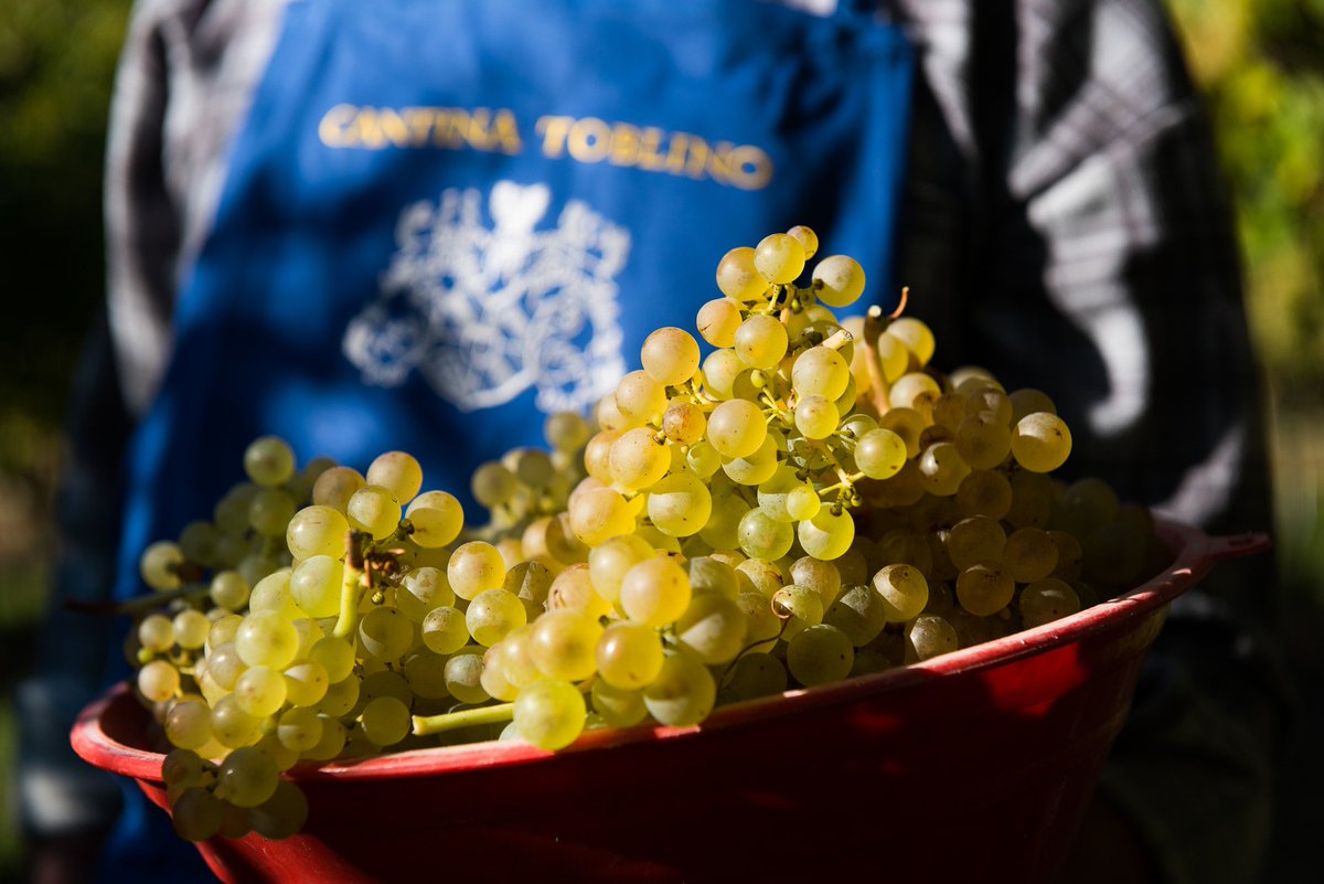 Cantina Toblino tra il 4 ed il 5 maggio 2019 parteciperà alla prima edizione di "Best Italian Native Grapes &amp; Wines" ideata da Ian d'Agata nella cornice di eventi Collisioni Festival. Vi aspettiamo! 🥂

#cantinatoblino #bestitaliannativegrapes #collisionifestival #iandagata