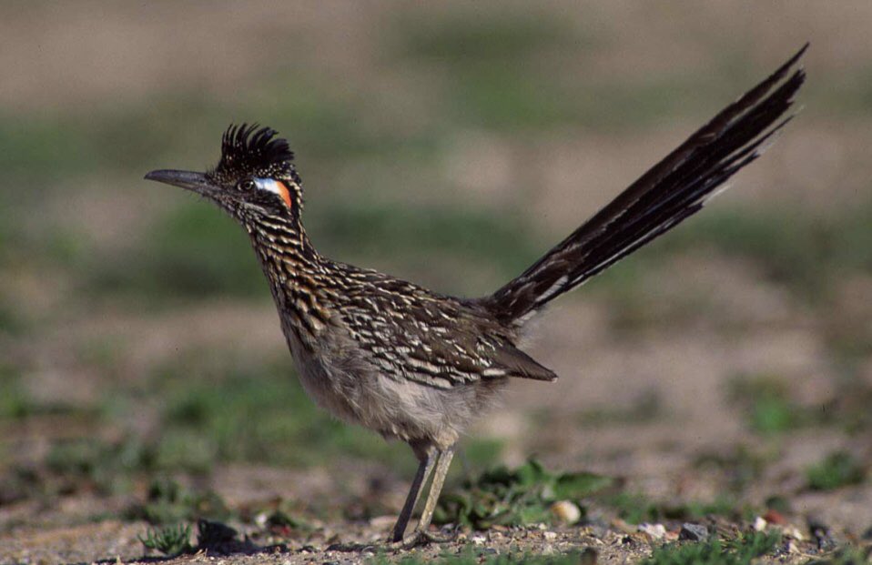 Calling all HHE Roadrunners! The senior reception for the Class of 2019 is May 21st from 3:45-4:30. Come “home” and let us celebrate your graduation with you. <a href="/HumbleISD_HHE/">Hidden Hollow Elementary</a> @Math_HHE