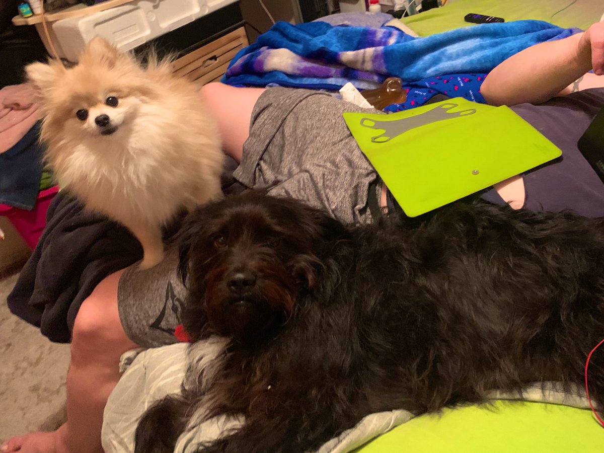 vrstark2's tweet photo. Do you mind Mom?! �� #canwehelpyou #pomeranian #blonepom #terrierpug #terrierboxer #monkeypile https://t.co/XbN3S5MYTw